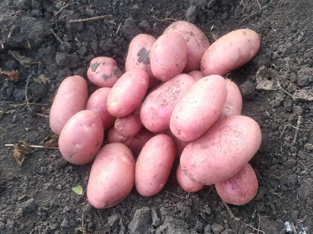 картофель молодой урожай 2022 г  в Чебоксарах и Чувашии 8