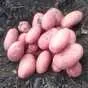 картофель молодой урожай 2022 г  в Чебоксарах и Чувашии 8