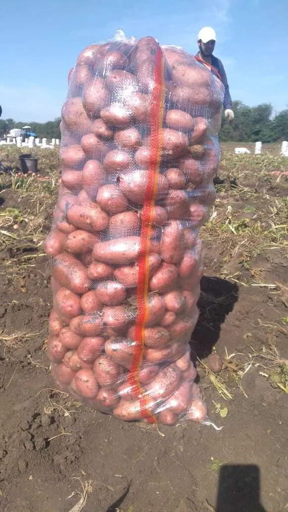картофель молодой урожай 2022 г  в Чебоксарах и Чувашии 7