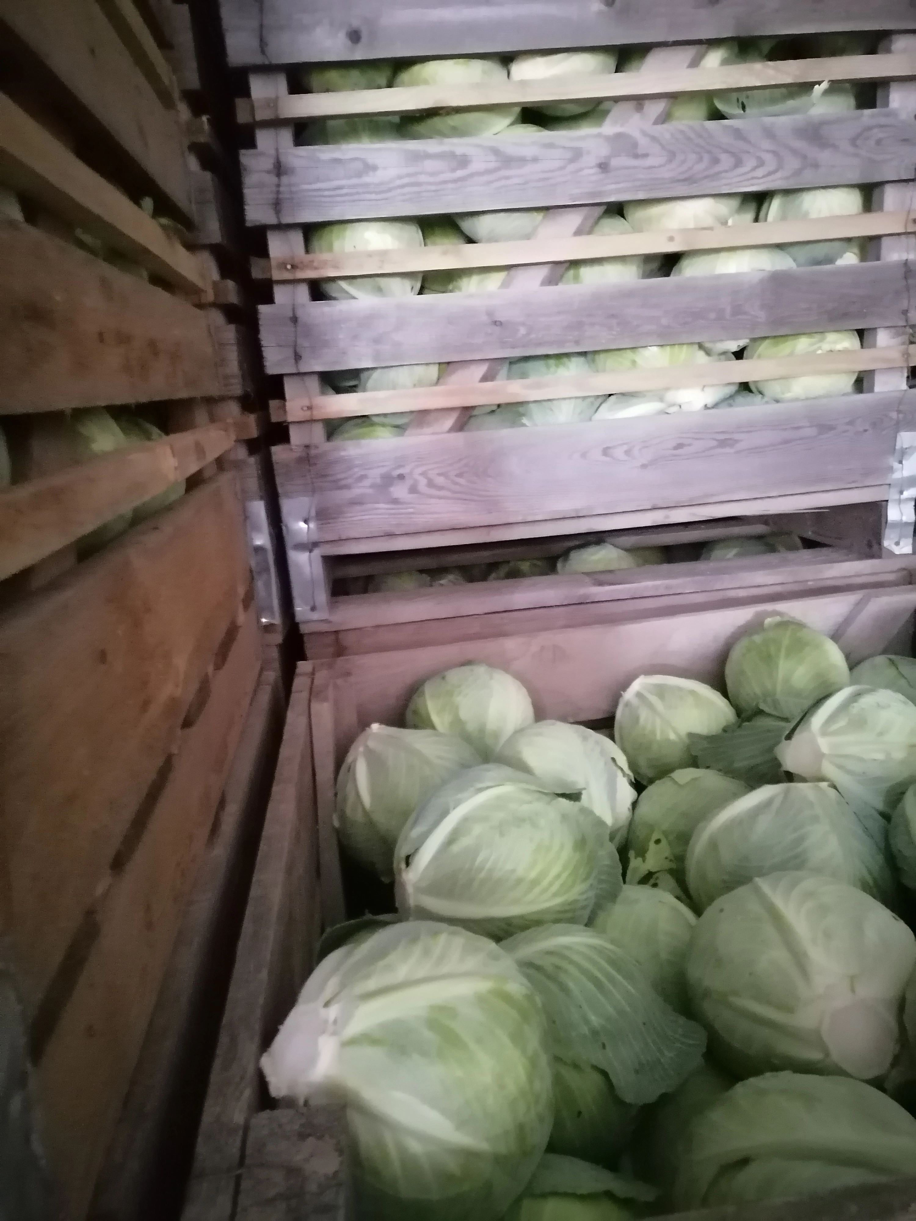 картофель молодой урожай 2022 г  в Чебоксарах и Чувашии 5