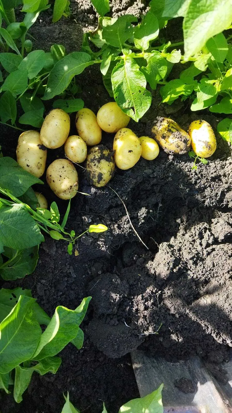 картофель молодой урожай 2022 г  в Чебоксарах и Чувашии