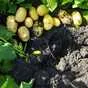 картофель молодой урожай 2022 г  в Чебоксарах и Чувашии