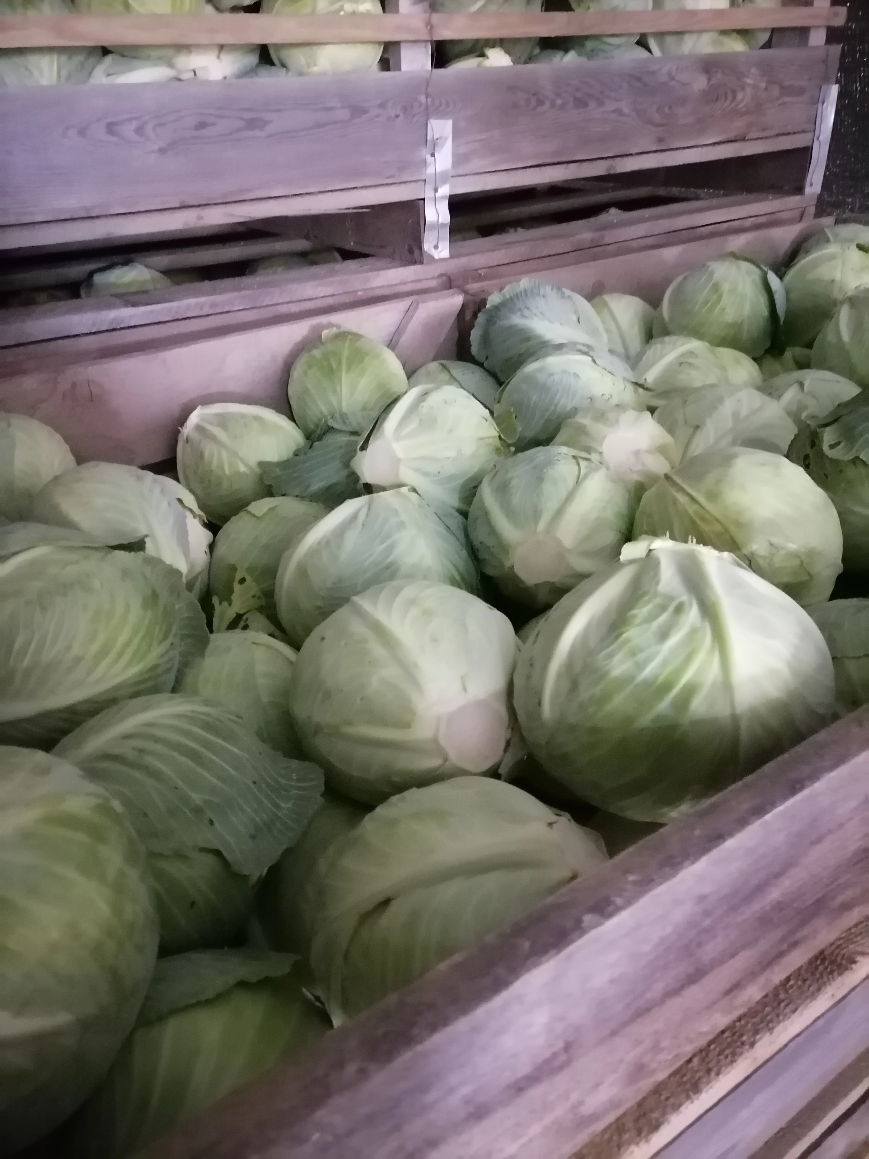 картофель молодой урожай 2022 г  в Чебоксарах и Чувашии 4
