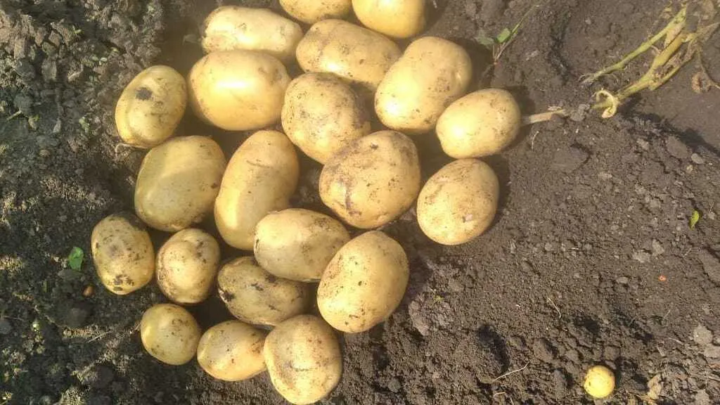 картофель молодой урожай 2022 г  в Чебоксарах и Чувашии 6