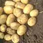 картофель молодой урожай 2022 г  в Чебоксарах и Чувашии 6