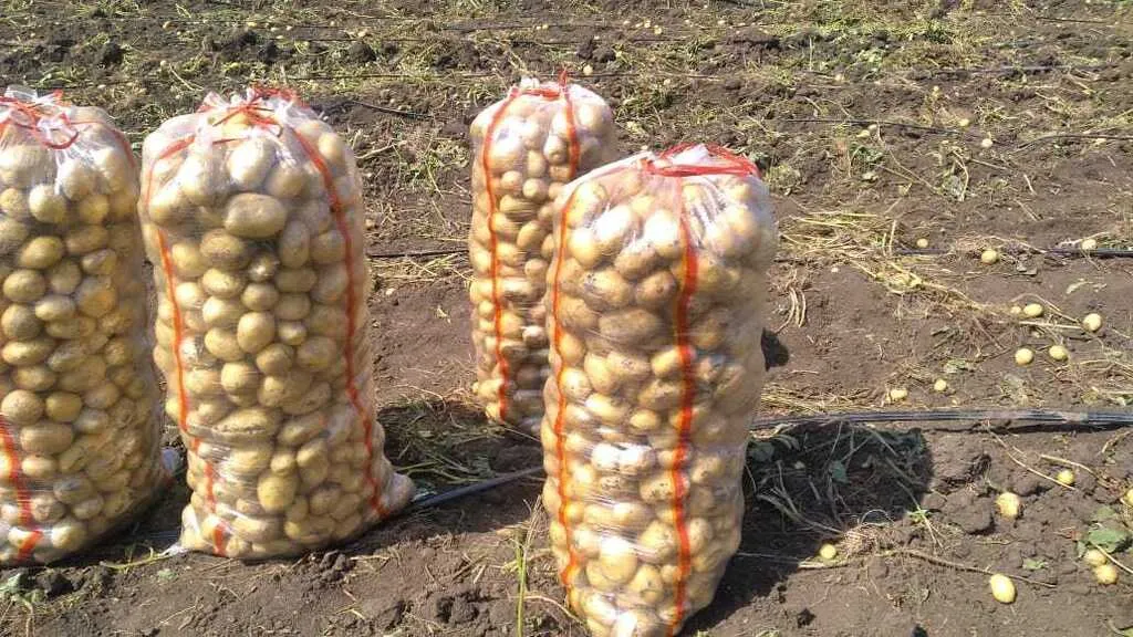 картофель молодой урожай 2022 г  в Чебоксарах и Чувашии 3