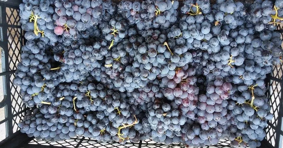 виноград Чиллаки от производителя в Мариинский Посад