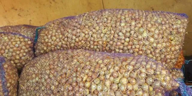 лук севок штутгарт 1000 тонн в Чебоксарах